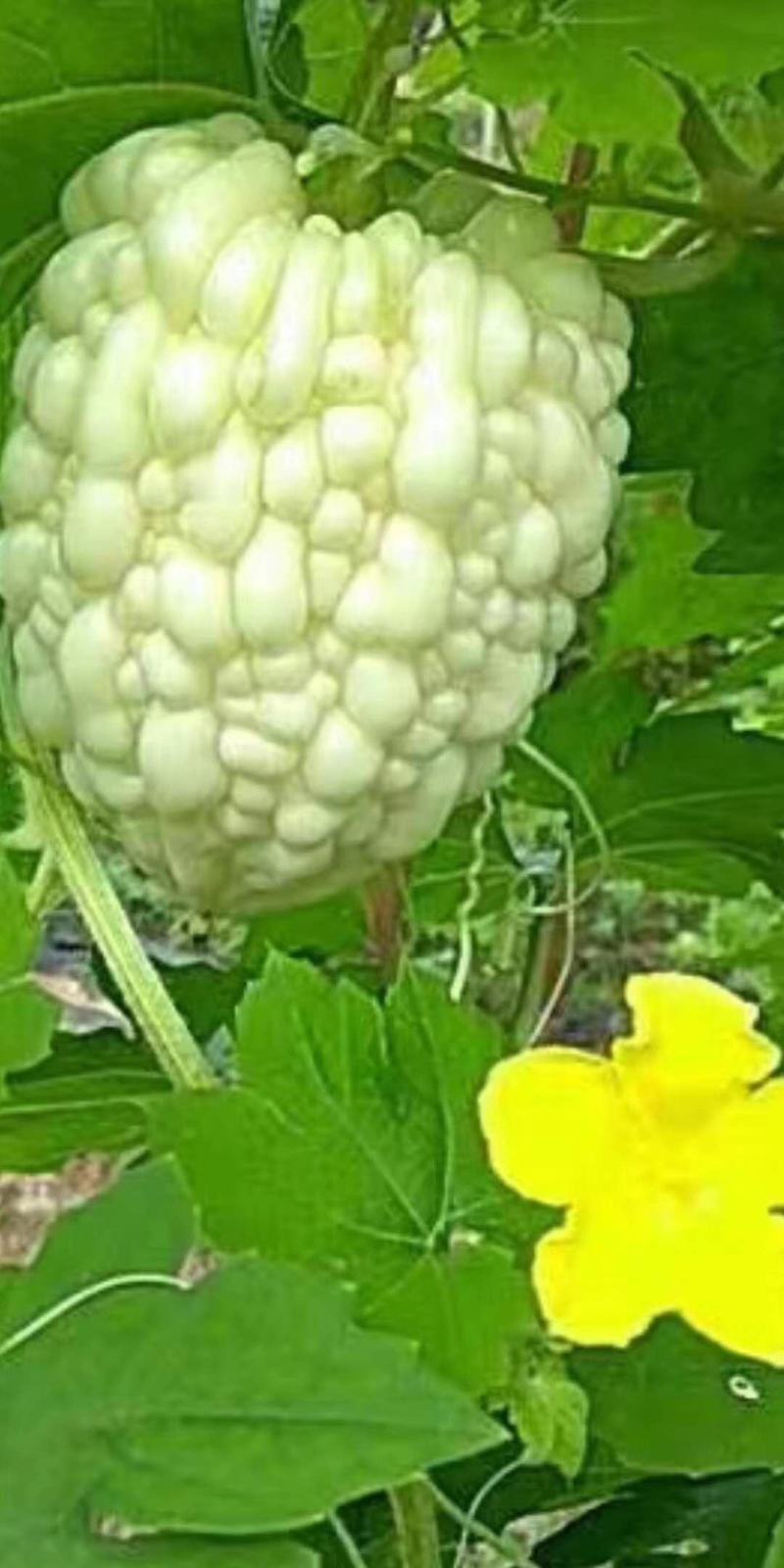 苹果苦瓜，可以生吃的水果苦瓜，招合作伙伴，需要的联系我