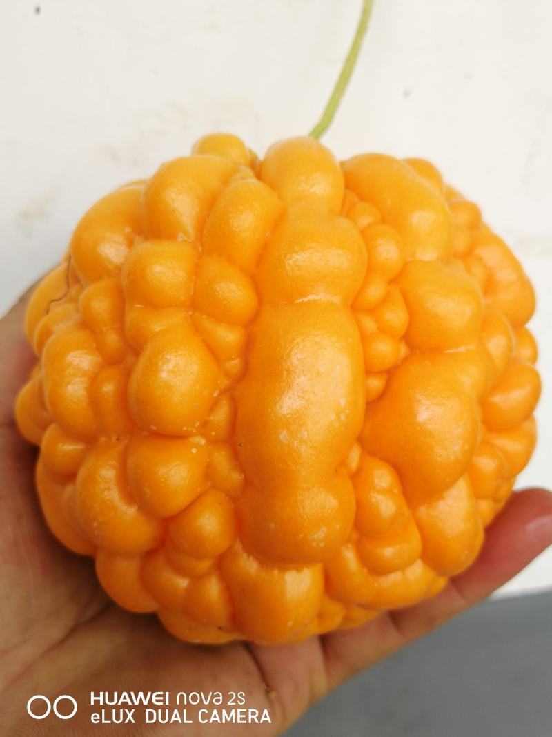 苹果苦瓜，可以生吃的水果苦瓜，招合作伙伴，需要的联系我