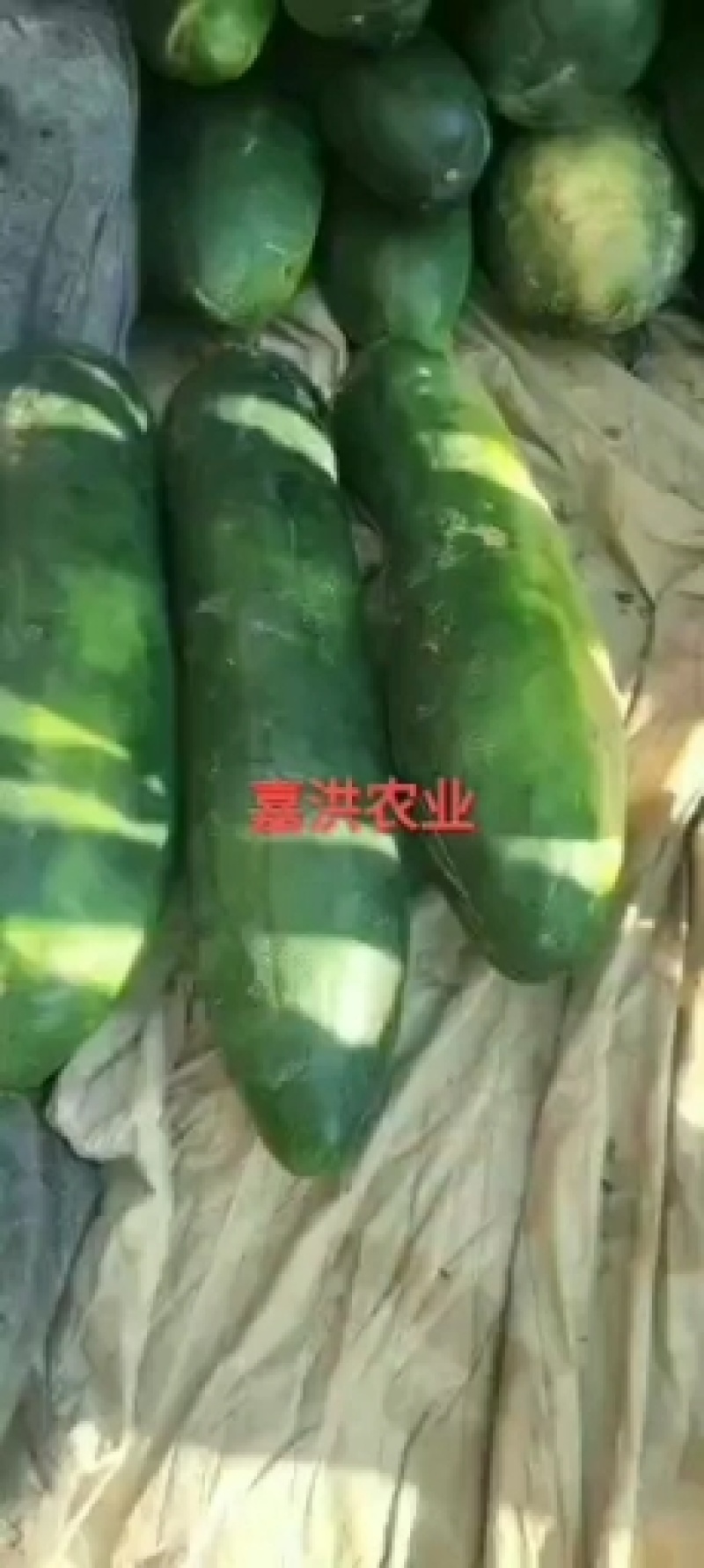 黑皮冬瓜6月大量上市，质量很好，适应多种需求