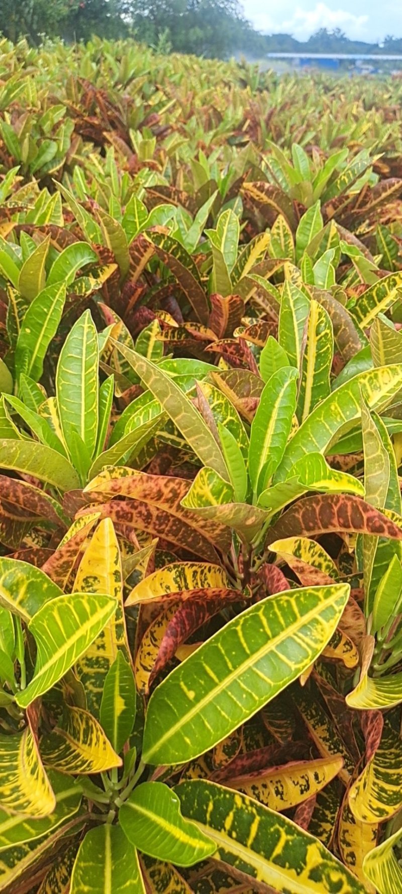 海南洒金，又称变叶木