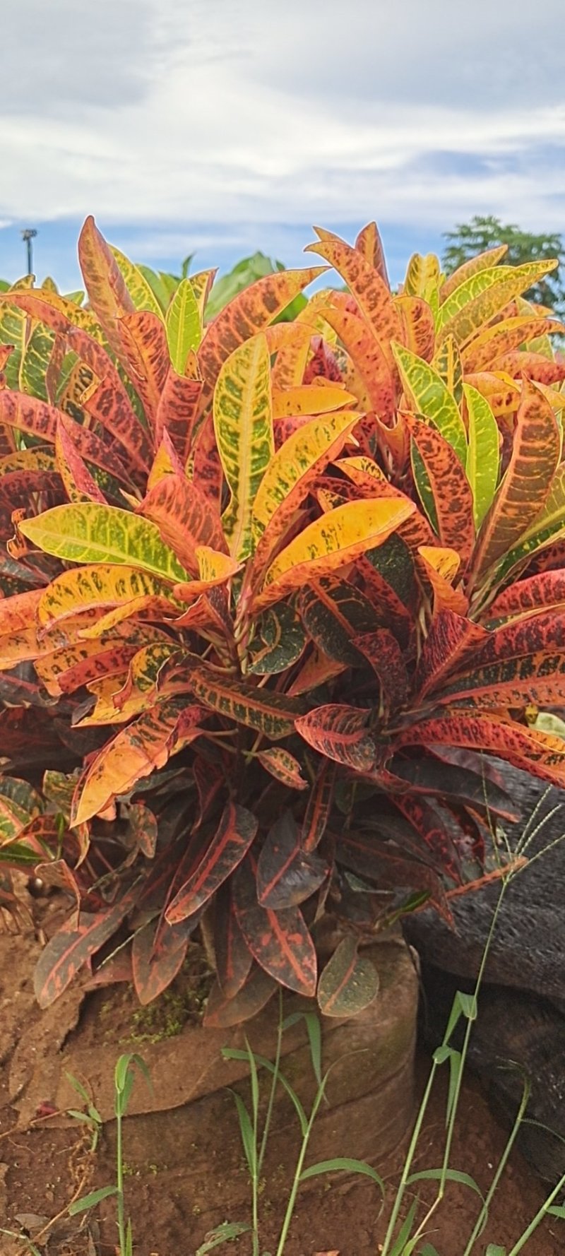海南洒金，又称变叶木