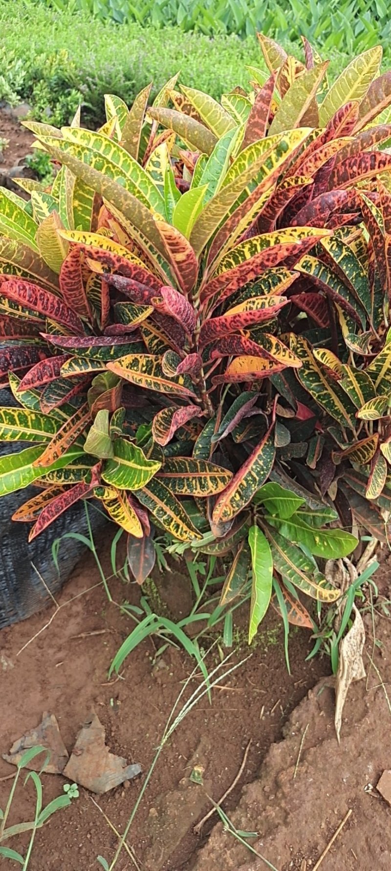 海南洒金，又称变叶木