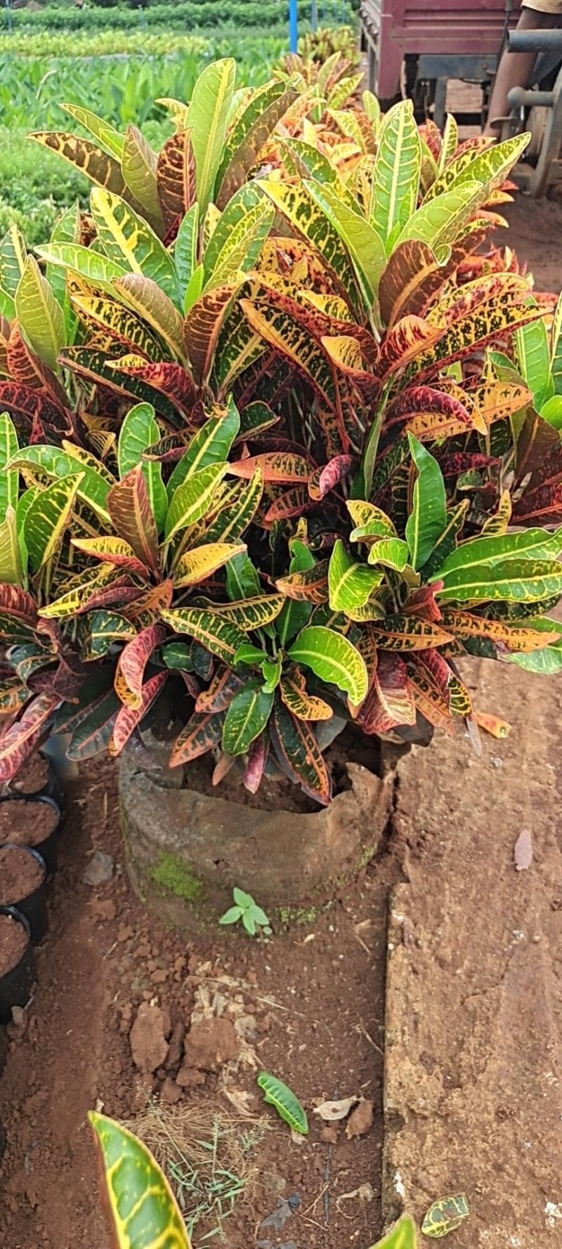 海南洒金，又称变叶木