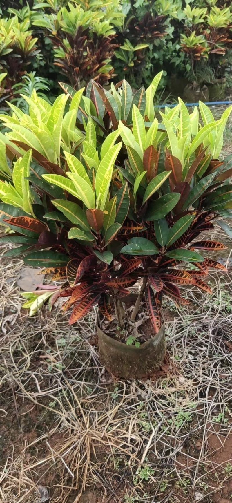 海南洒金，又称变叶木