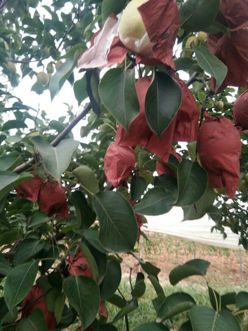 玉梨价格酥梨批发荡山酥梨基地