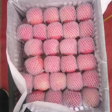 云南昭通洒渔108苹果纯条纹苹果品质好口感好。