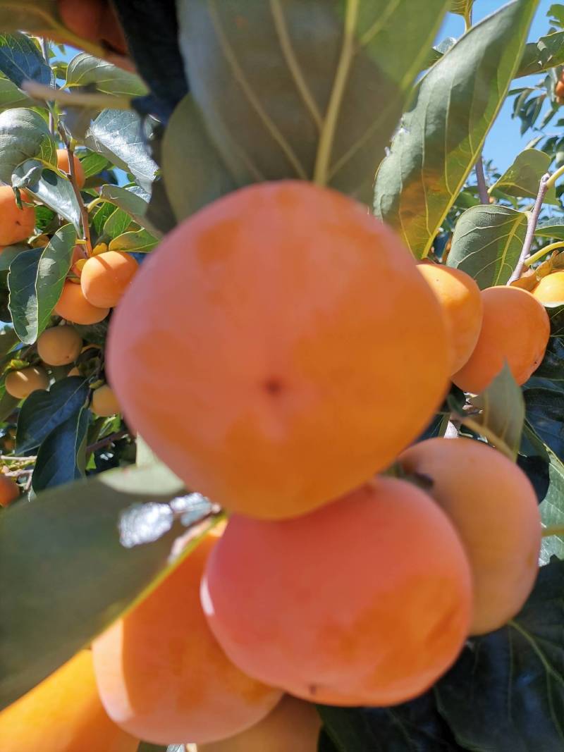 八月黄，火葫芦，富平尖柿子