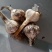 吉林东北特色大蒜和干蒜
