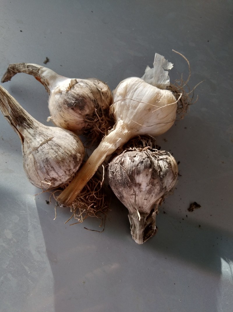 吉林东北特色大蒜和干蒜