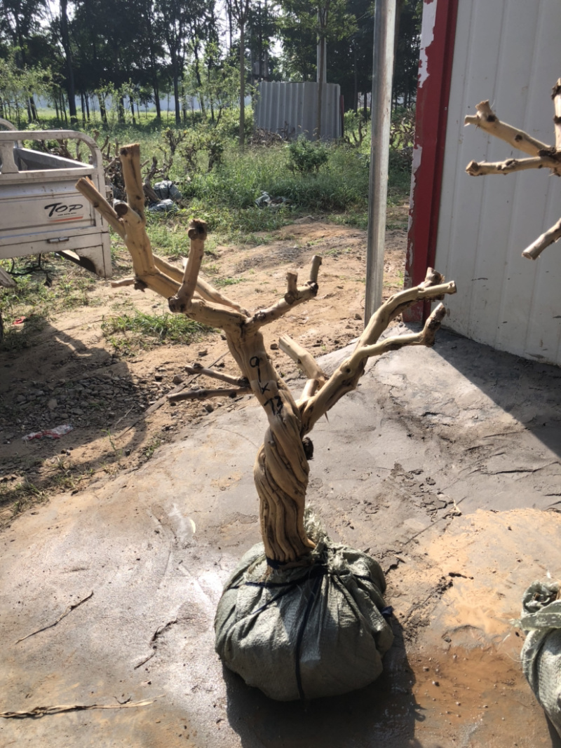 金银花盆景桩，金银花苗，