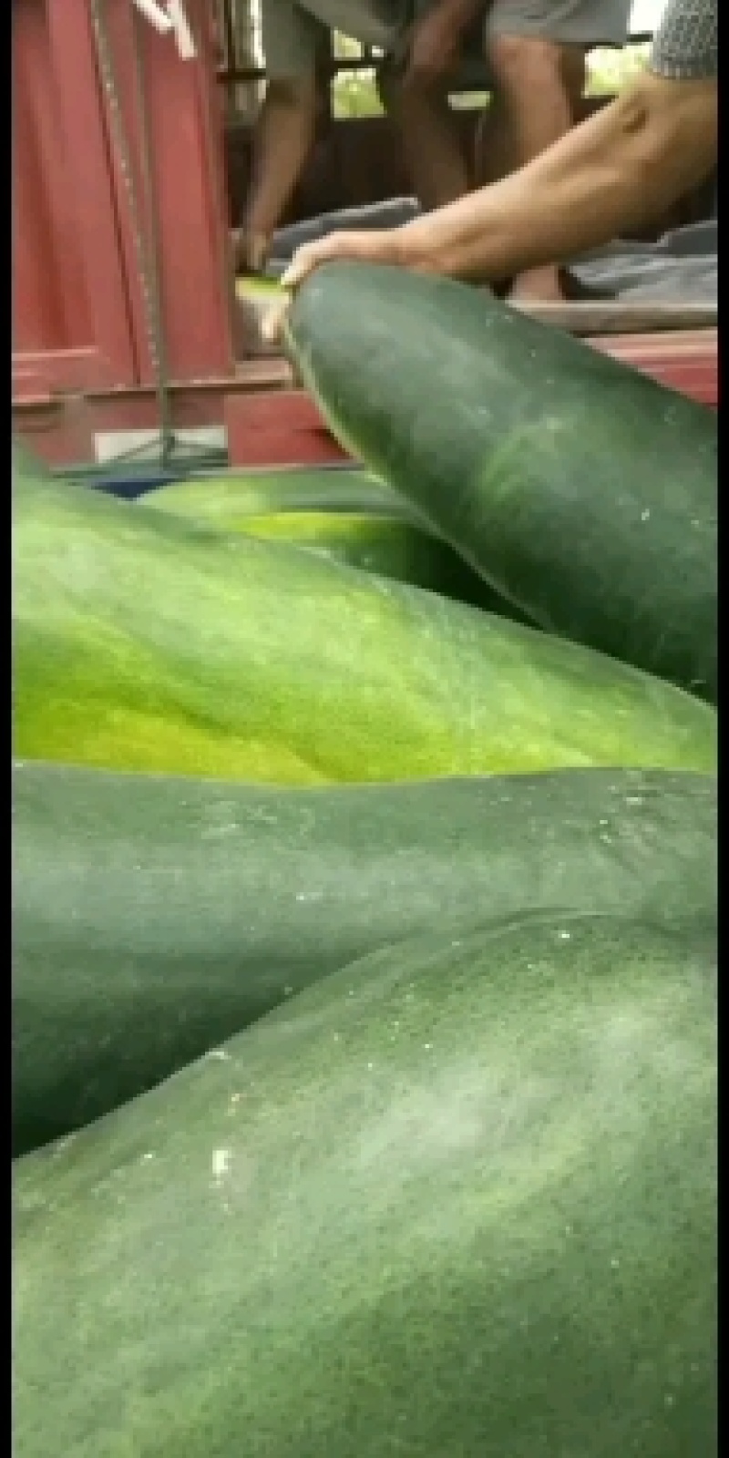 黑皮冬瓜，质量好，货源充足