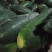 黑皮冬瓜，质量好，货源充足