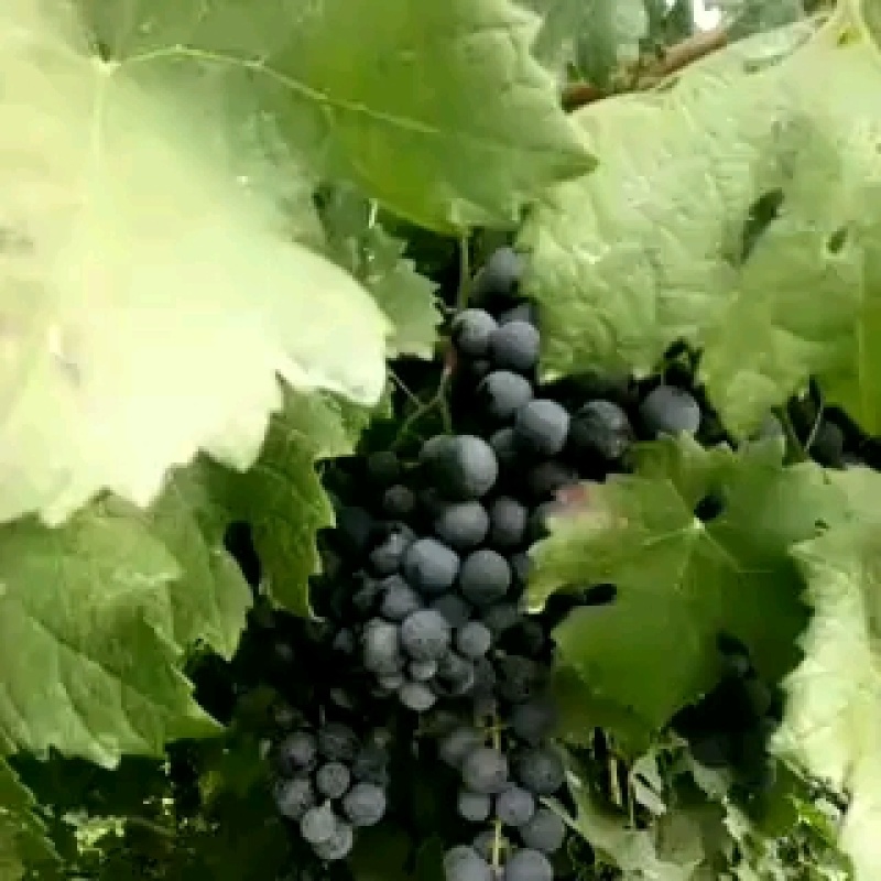 赤霞珠，梅鹿辄，优质酿酒葡萄，中秋节左右上市，量大从优