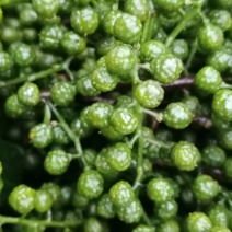 九批叶青花椒干花椒比别人花椒迟摘一个月，又麻，又大颗