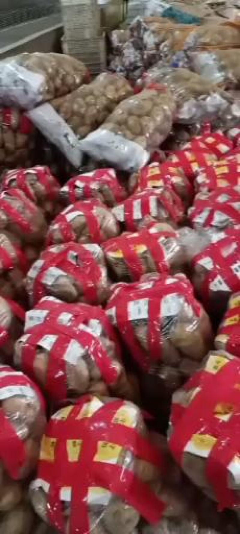 土豆优质荷兰十五土豆，鲜土豆大量上市，价格低，货源充足