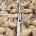土豆优质荷兰十五土豆，鲜土豆大量上市，价格低，货源充足