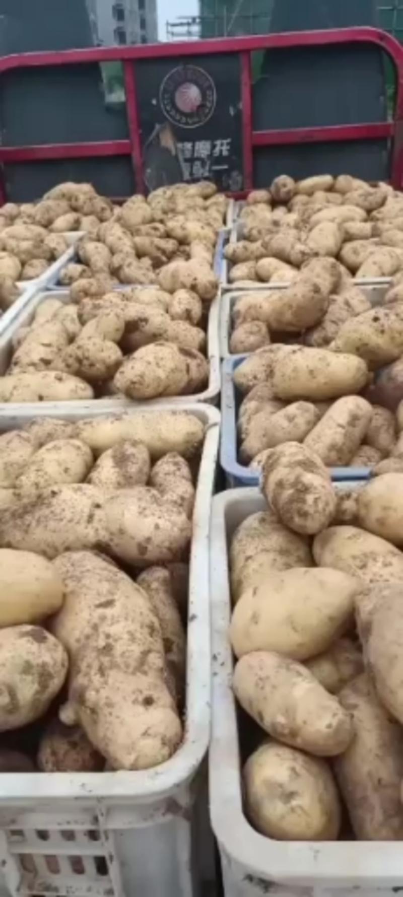 土豆优质荷兰十五土豆，鲜土豆大量上市，价格低，货源充足