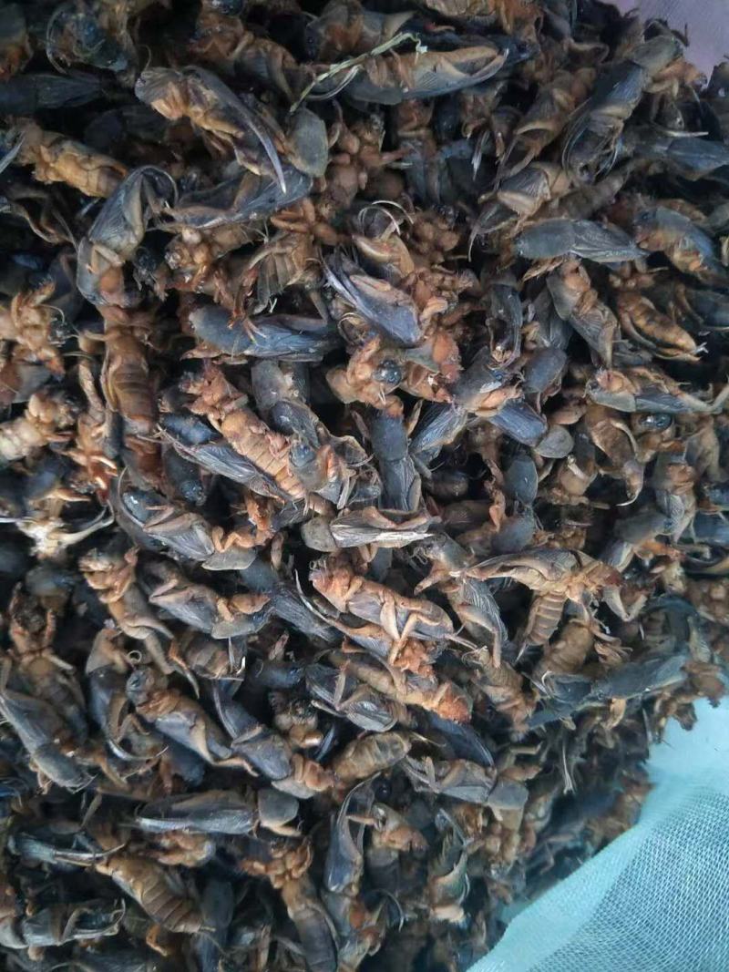 纯干蝼蛄蝲蝲蛄土狗无杂虫无杂碎非常完整今年新货