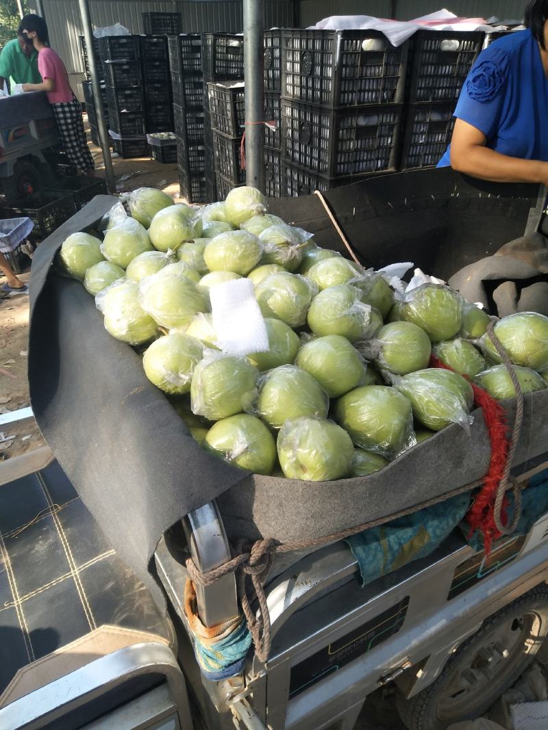 河北泊头膜袋皇冠梨、膜袋鸭梨、水晶鸭梨大量供应