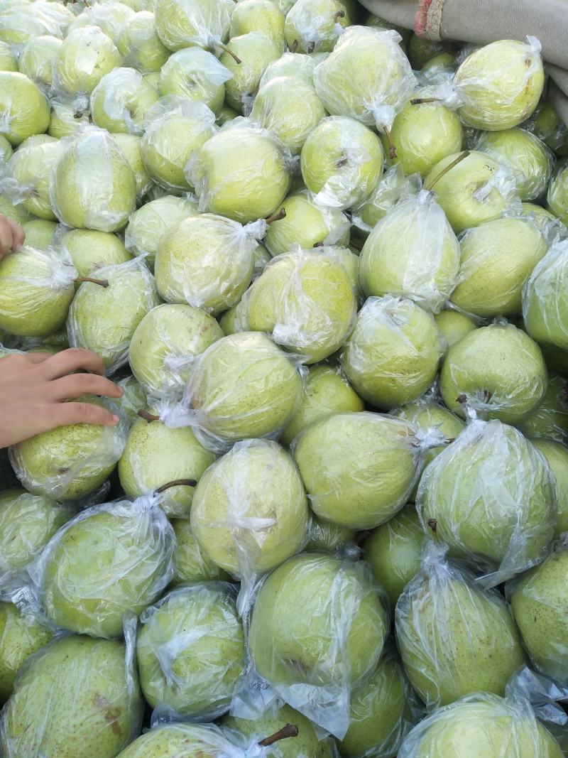 河北泊头膜袋皇冠梨、膜袋鸭梨、水晶鸭梨大量供应