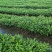 包邮九里香树苗九里香苗（10～100公分高）