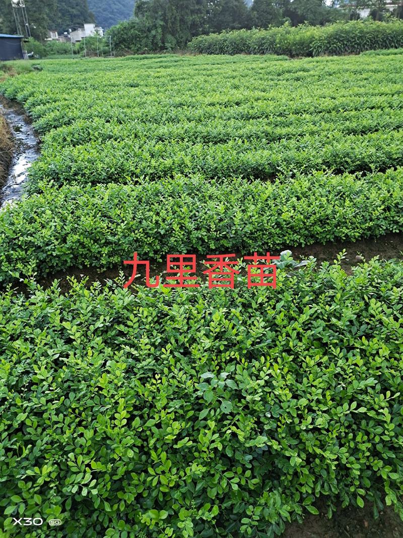 包邮九里香树苗九里香苗（10～100公分高）