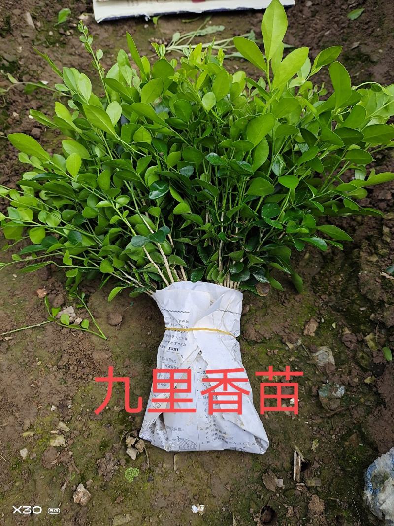 包邮九里香树苗九里香苗（10～100公分高）