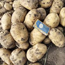 黑龙江扣膜土豆尤金885上市了供应全国，面对批发商零售商