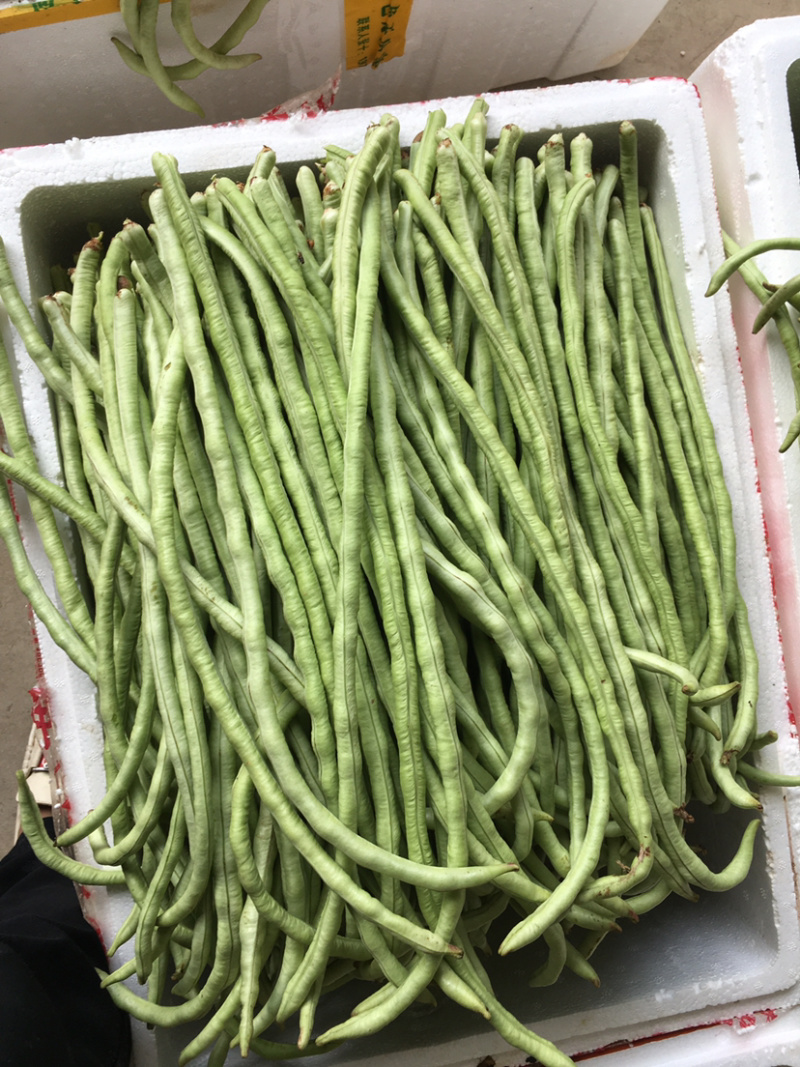 广西甜豆角甜豆王商超直供