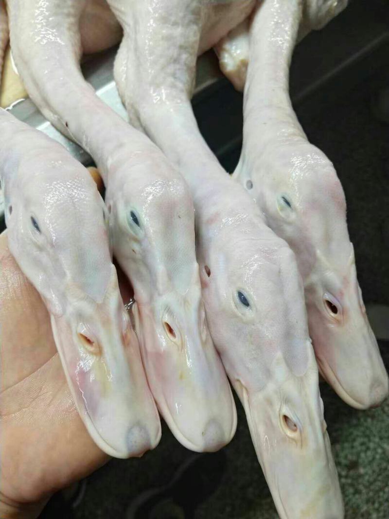 1700/1800克一级全净膛沂南樱桃谷瘦肉行白条鸭