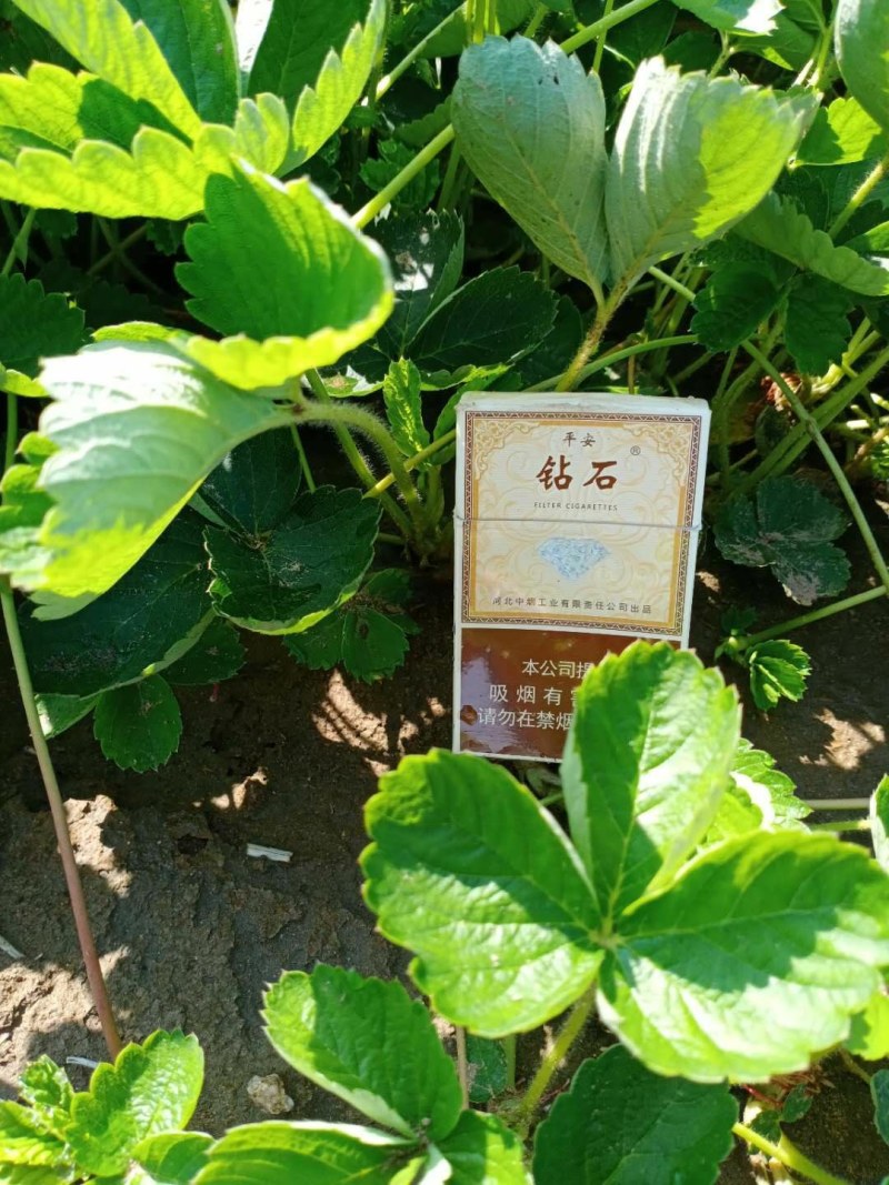 草莓苗草莓苗，草莓苗，草莓苗