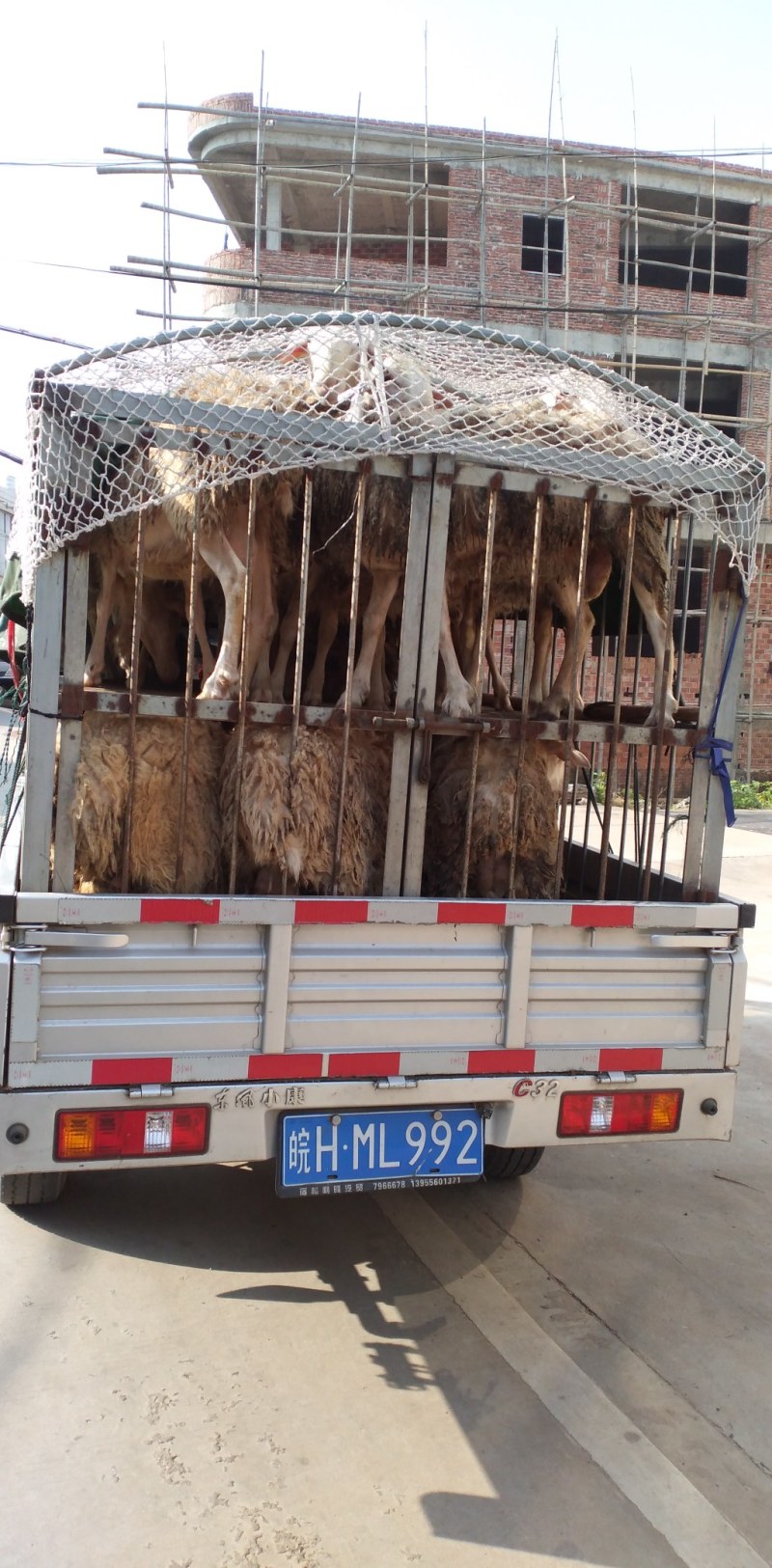 波尔种母羊，大小都有，圈养的，群卖，可以上秤，可以打估