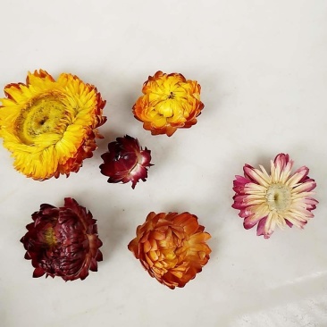七彩菊西藏野生七彩菊花茶正宗新货七彩藏菊花茶叶500g