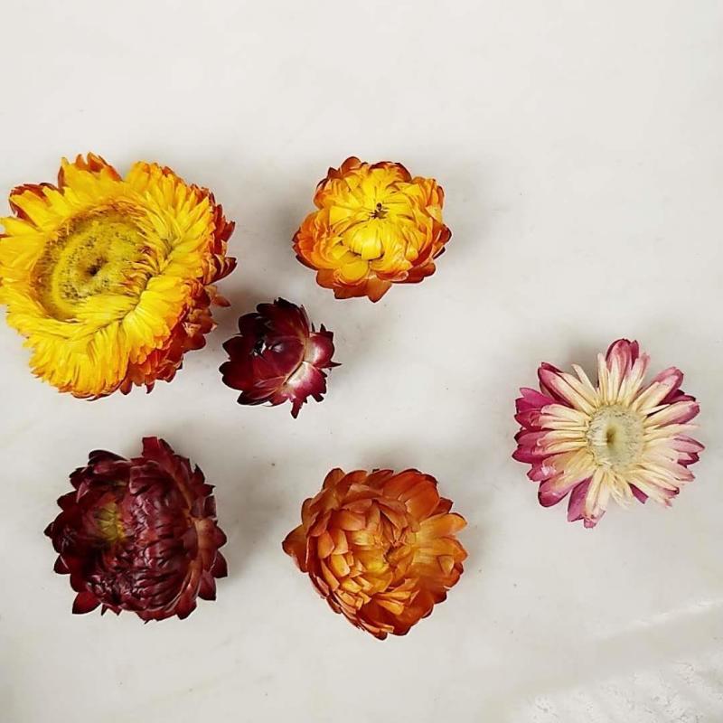 七彩菊西藏野生七彩菊花茶正宗新货七彩藏菊花茶叶500g