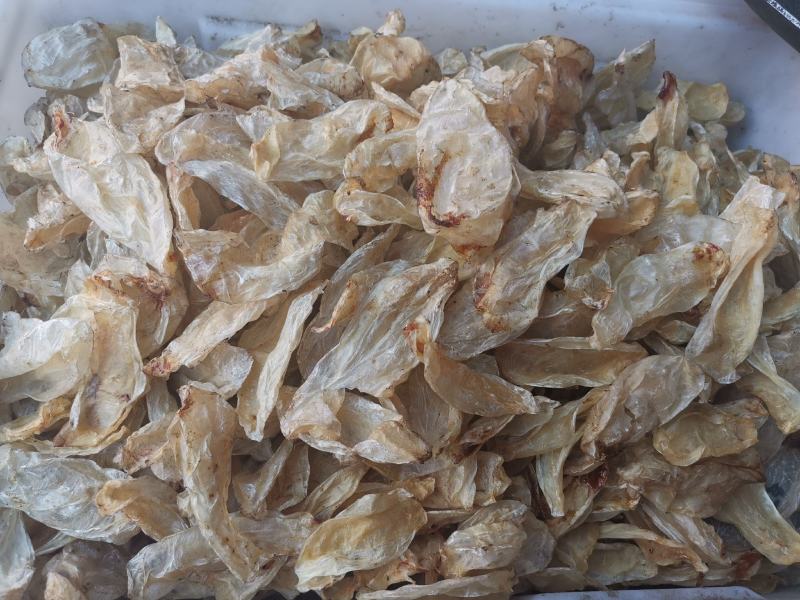 鱼鳔全干无硫净货鱼鳔产地直销可供大货出售各种昆虫类