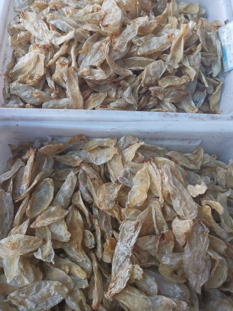 鱼鳔全干无硫净货鱼鳔产地直销可供大货出售各种昆虫类