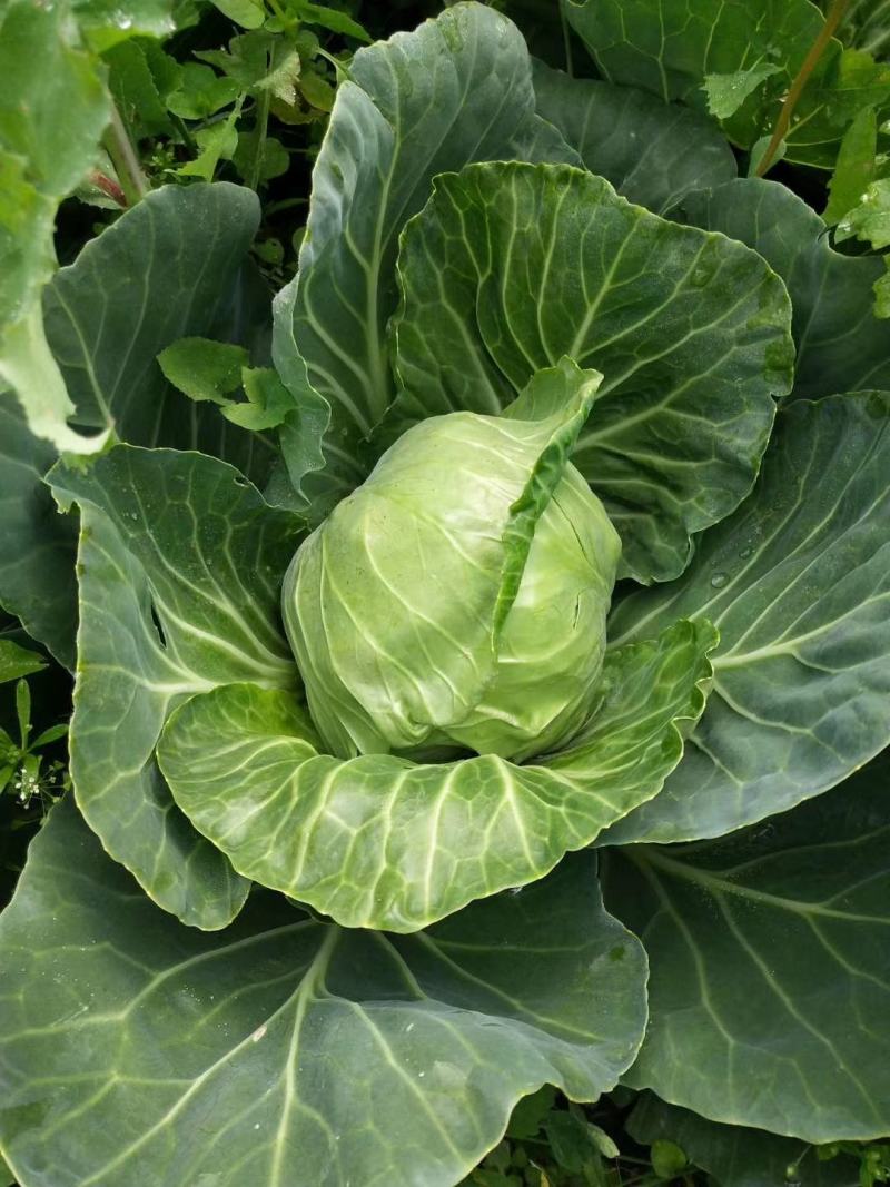 新鲜蔬菜甘蓝菜大量上市咯