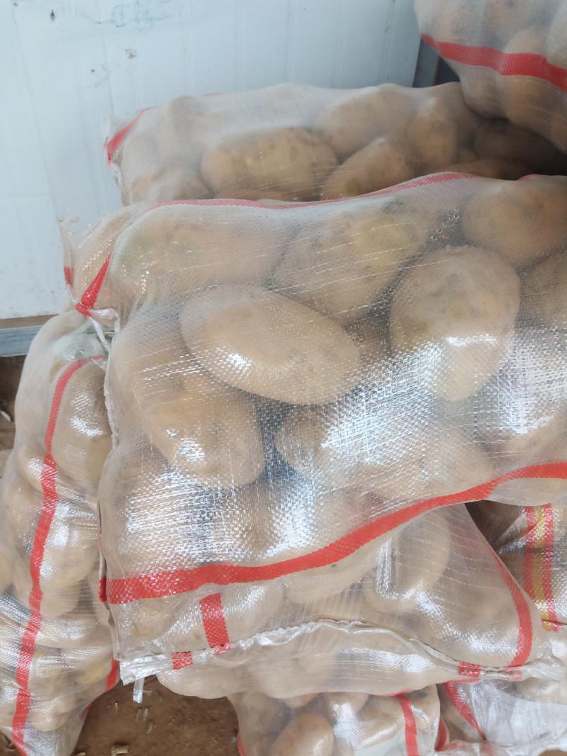 土豆，甘肃省临洮县精品洋芋，品种齐全，价格合理，质量保证