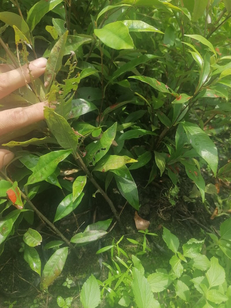 红椎苗！红椎袋苗，真实苗源，诚信可靠！基地直供！