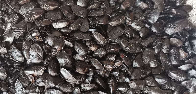 九香虫正品质量九香虫产地直销规格齐全各种昆虫