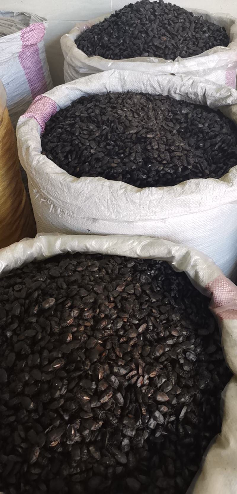 九香虫正品质量九香虫产地直销规格齐全各种昆虫