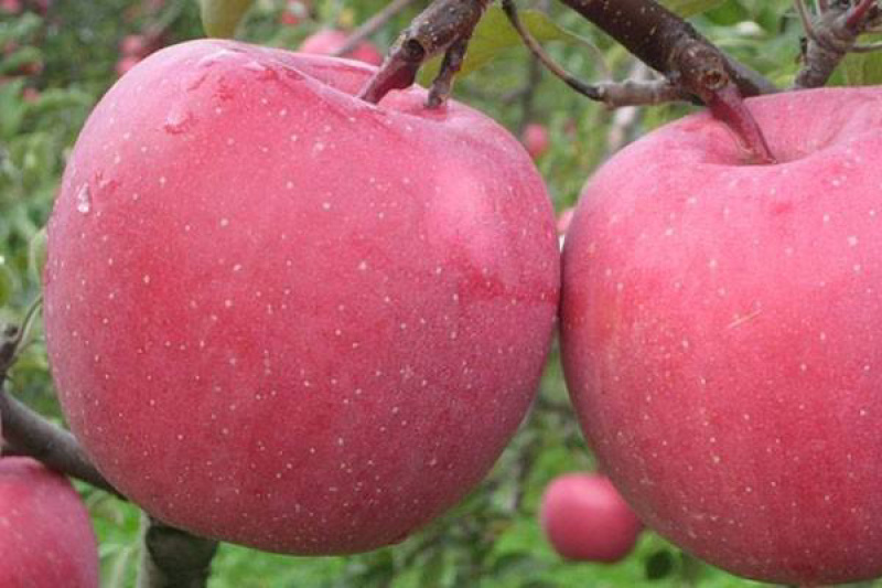 山东红富士苹果产地直销质量保证，专业代办提供一条龙服务