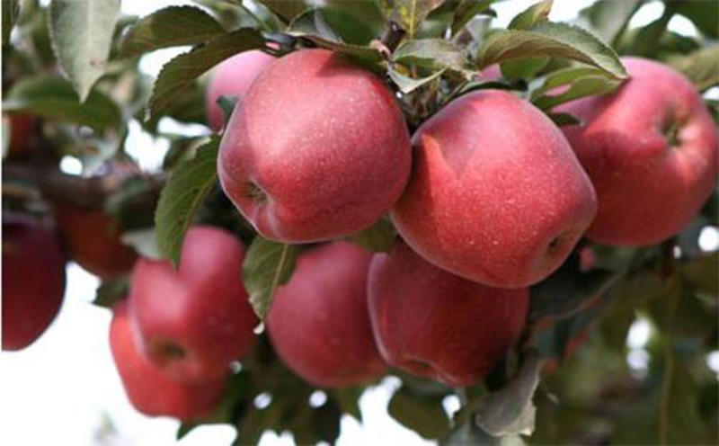 山东红富士苹果产地直销质量保证，专业代办提供一条龙服务