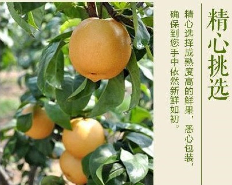 【精品】秋月梨大量上市含糖量高品质有保证大量有货！
