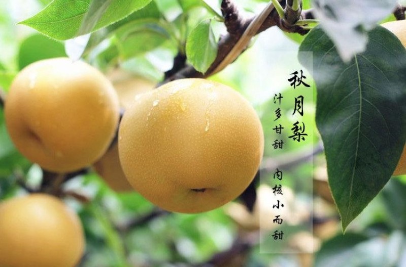 【精品】秋月梨大量上市含糖量高品质有保证大量有货！