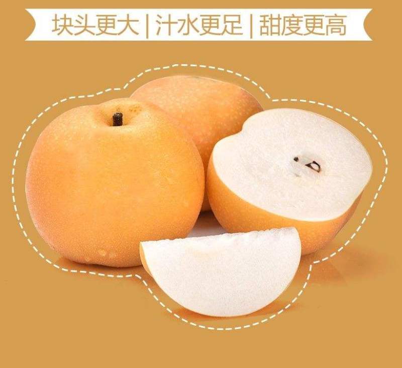 【精品】秋月梨大量上市含糖量高品质有保证大量有货！