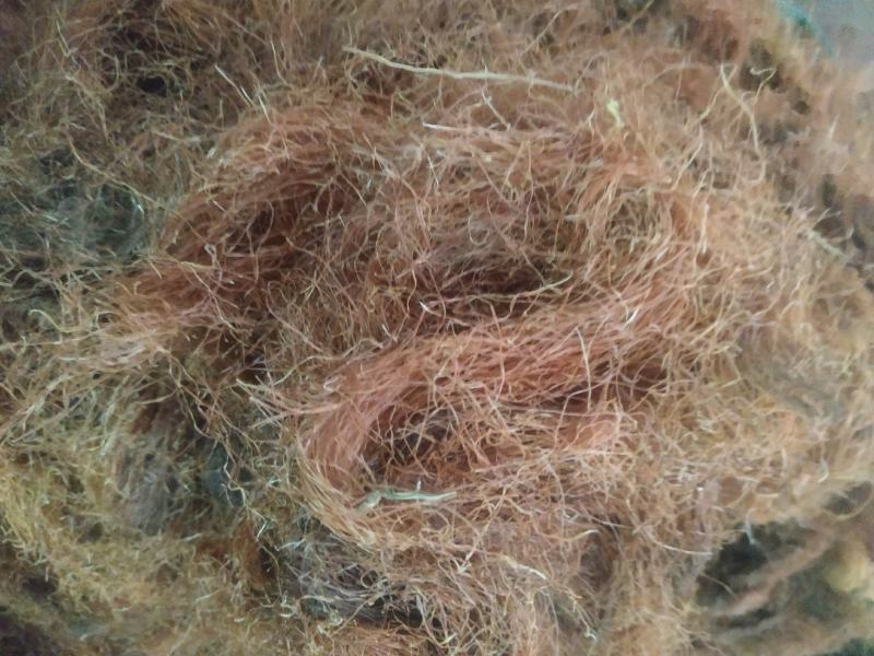 玉米须～1公斤起售.量大优惠～欢迎咨询采购