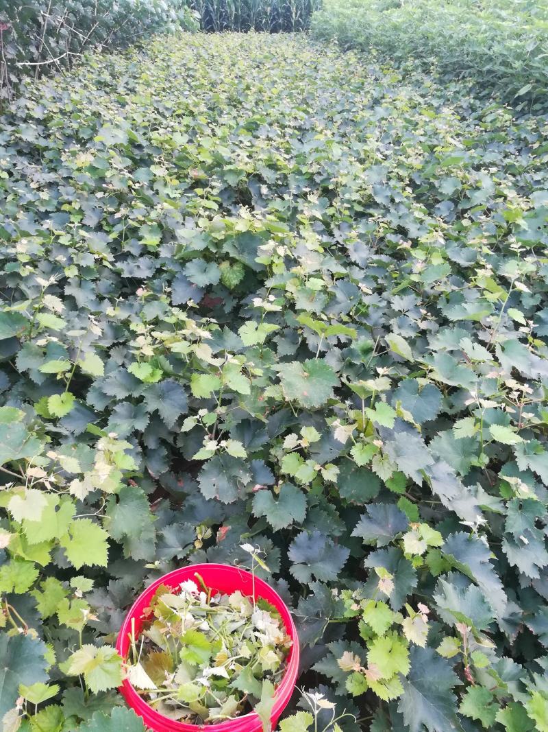 【推荐】新品大粒巨峰葡萄苗保质保量可以视频看货