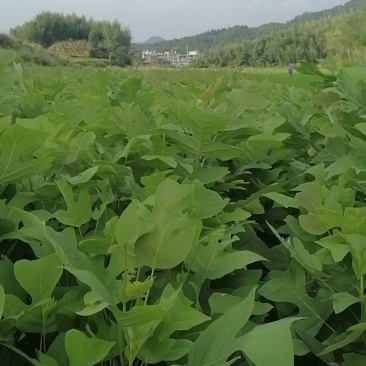 鹅掌楸，也叫马褂木，地苗，袋苗都有，基地直供！诚信可靠！