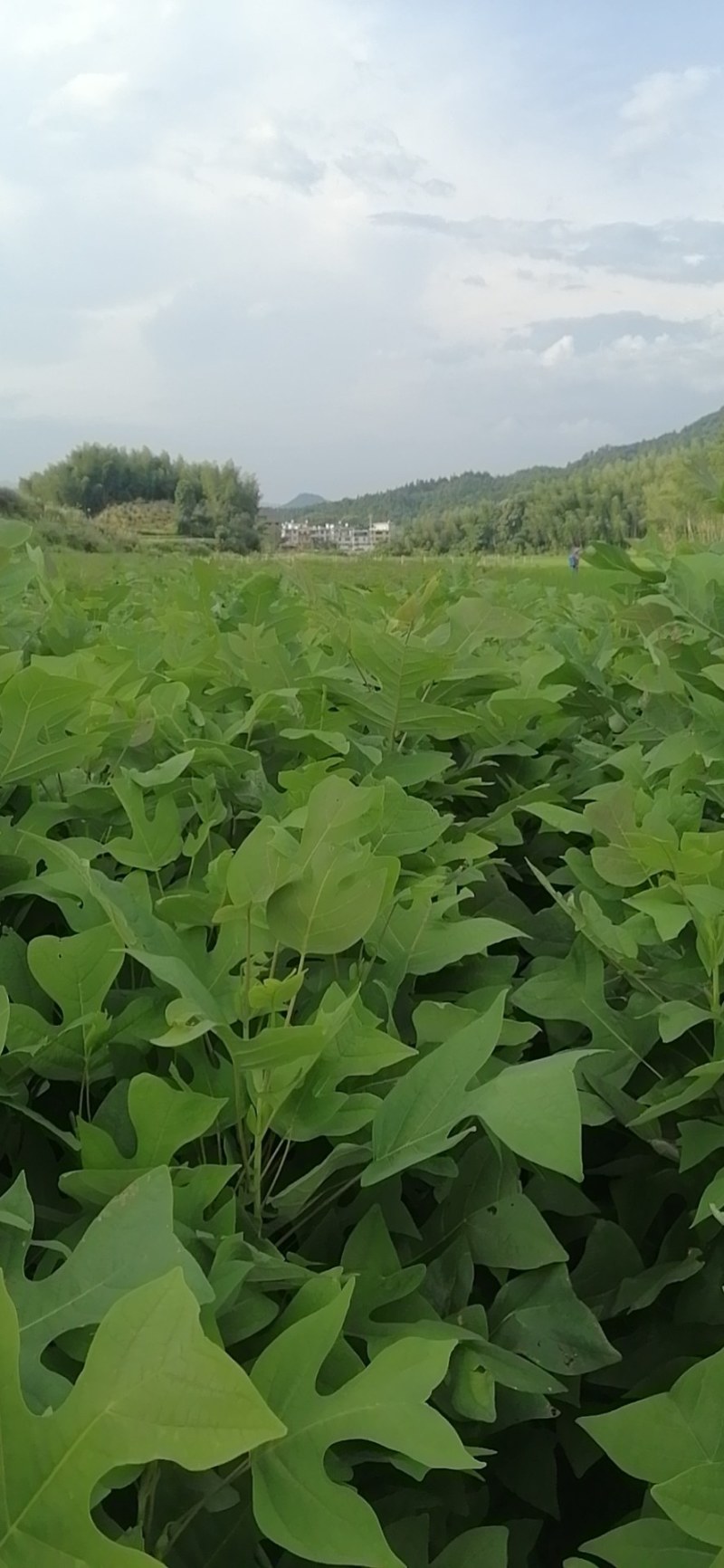 鹅掌楸，也叫马褂木，地苗，袋苗都有，基地直供！诚信可靠！
